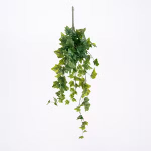 Hanging Plants